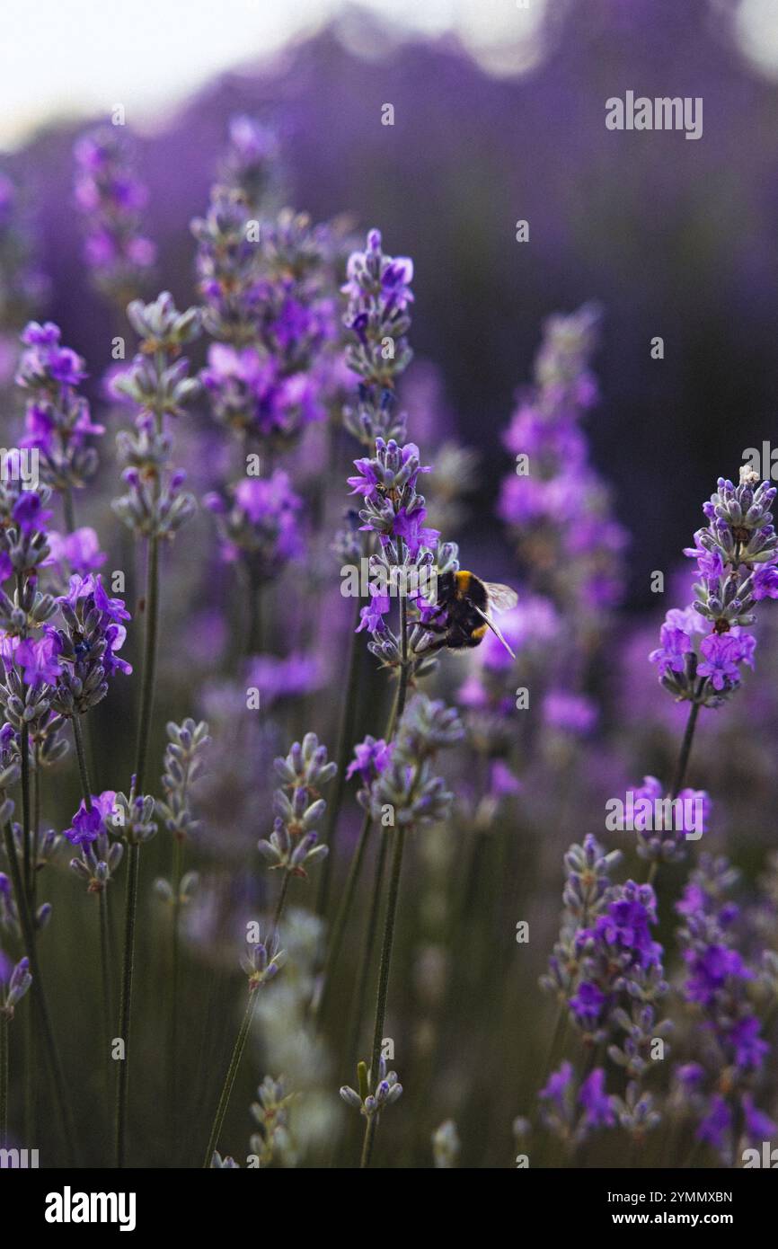 Lavendel Blumen auf dem Feld Stockfoto