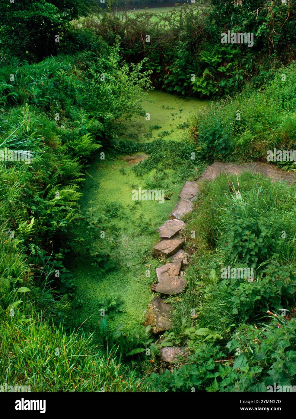 Blick S von St Non's Well & Bowssening Pool für Wahnheilmittel, Altarnun, Cornwall, England: Hektische Patienten wurden gewaltsam eingetaucht. Stockfoto