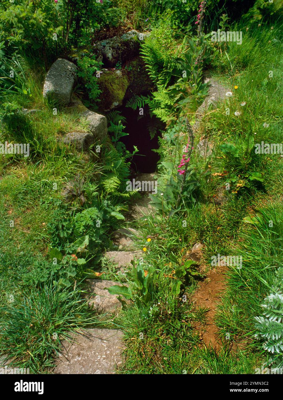 Sehen Sie SW die Stufen von St Euny Holy Well, Chapel Euny, Sancreed, Cornwall, England, Großbritannien, einst das Baptisterium für die zerstörte mittelalterliche Kapelle. Stockfoto