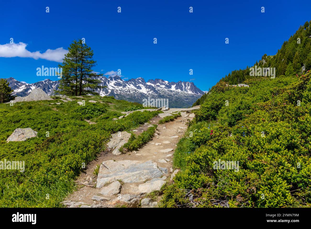Tour du Mont Blanc wunderschöne Landschaften in den Alpen an einem sonnigen Sommertag. Grünes Gras auf der Almwiese umgeben von hohen Berggipfeln Stockfoto Tour du Mont Blanc wunderschöne Landschaften in den Alpen an einem sonnigen Sommertag. Grünes Gras auf der Almwiese umgeben von hohen Berggipfeln Stockfoto