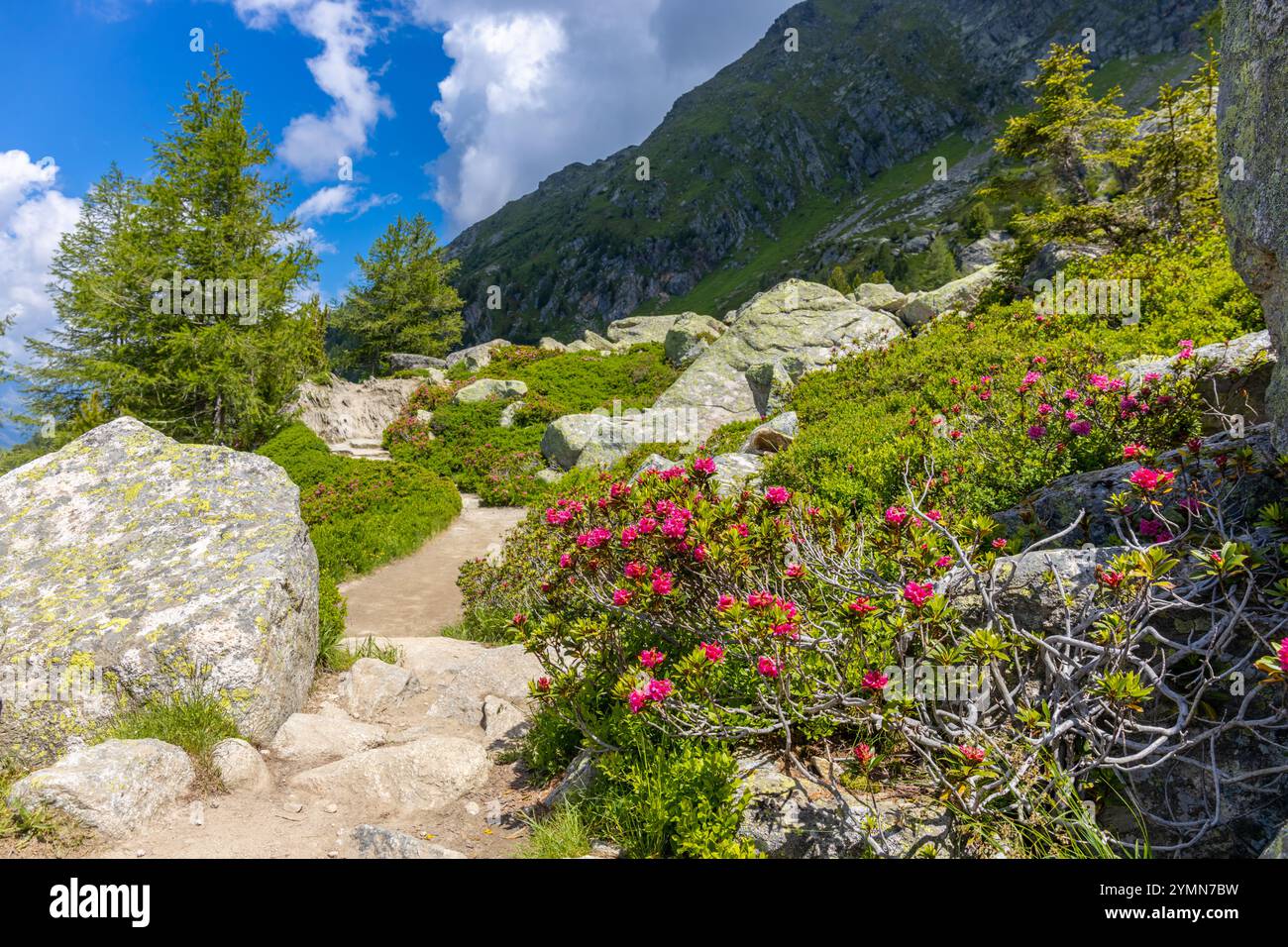Tour du Mont Blanc wunderschöne Landschaften in den Alpen an einem sonnigen Sommertag. Grünes Gras auf der Almwiese umgeben von hohen Berggipfeln Stockfoto Tour du Mont Blanc wunderschöne Landschaften in den Alpen an einem sonnigen Sommertag. Grünes Gras auf der Almwiese umgeben von hohen Berggipfeln Stockfoto