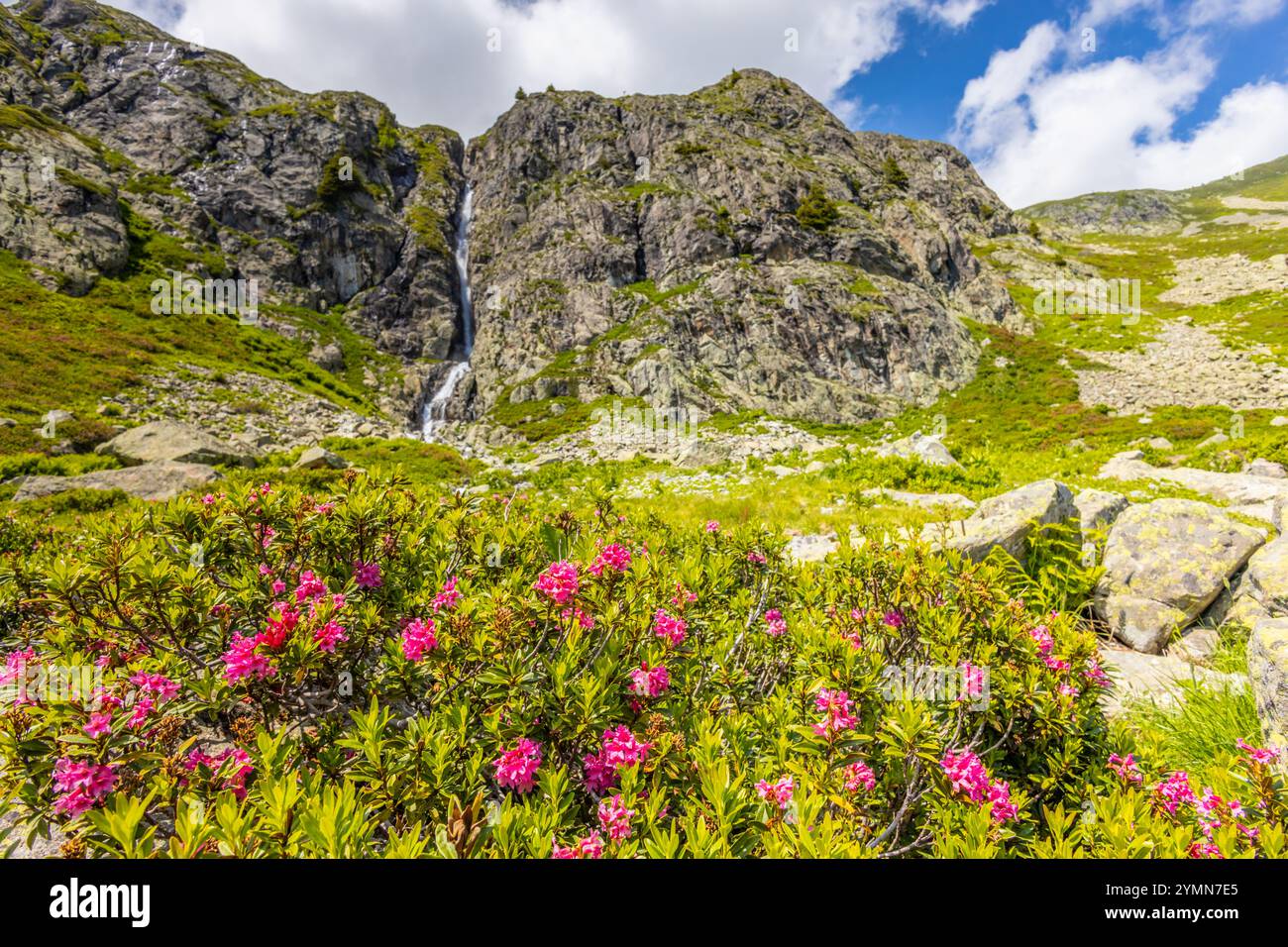 Tour du Mont Blanc wunderschöne Landschaften in den Alpen an einem sonnigen Sommertag. Grünes Gras auf der Almwiese umgeben von hohen Berggipfeln Stockfoto Tour du Mont Blanc wunderschöne Landschaften in den Alpen an einem sonnigen Sommertag. Grünes Gras auf der Almwiese umgeben von hohen Berggipfeln Stockfoto
