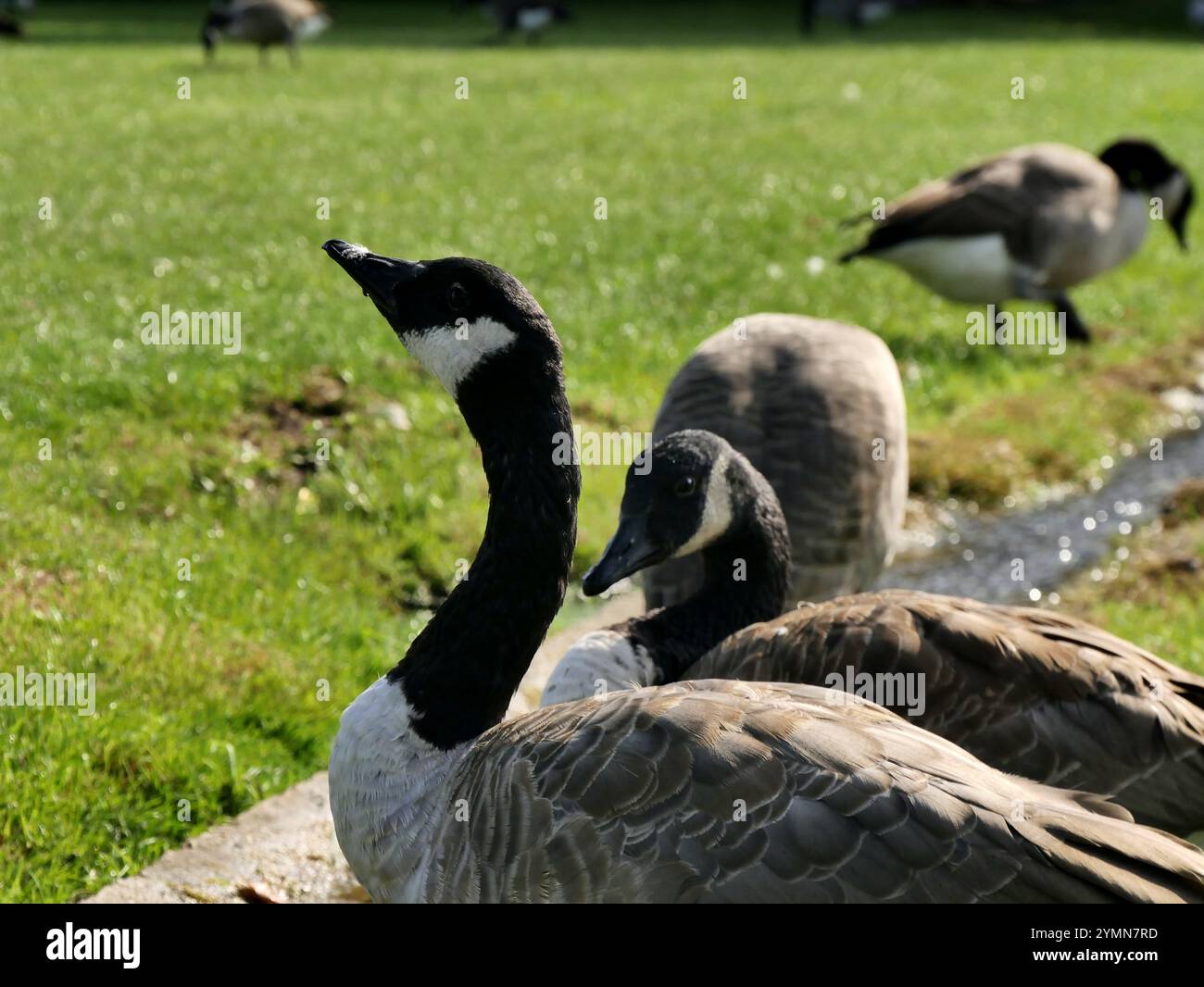 Eine Gruppe von kanadiengänsen, brenta canadensis, neben einem Wasserstrom, der Hydratation liefert, und einer Reinigungsstation für Federn im öffentlichen Park in frankreich. Stockfoto