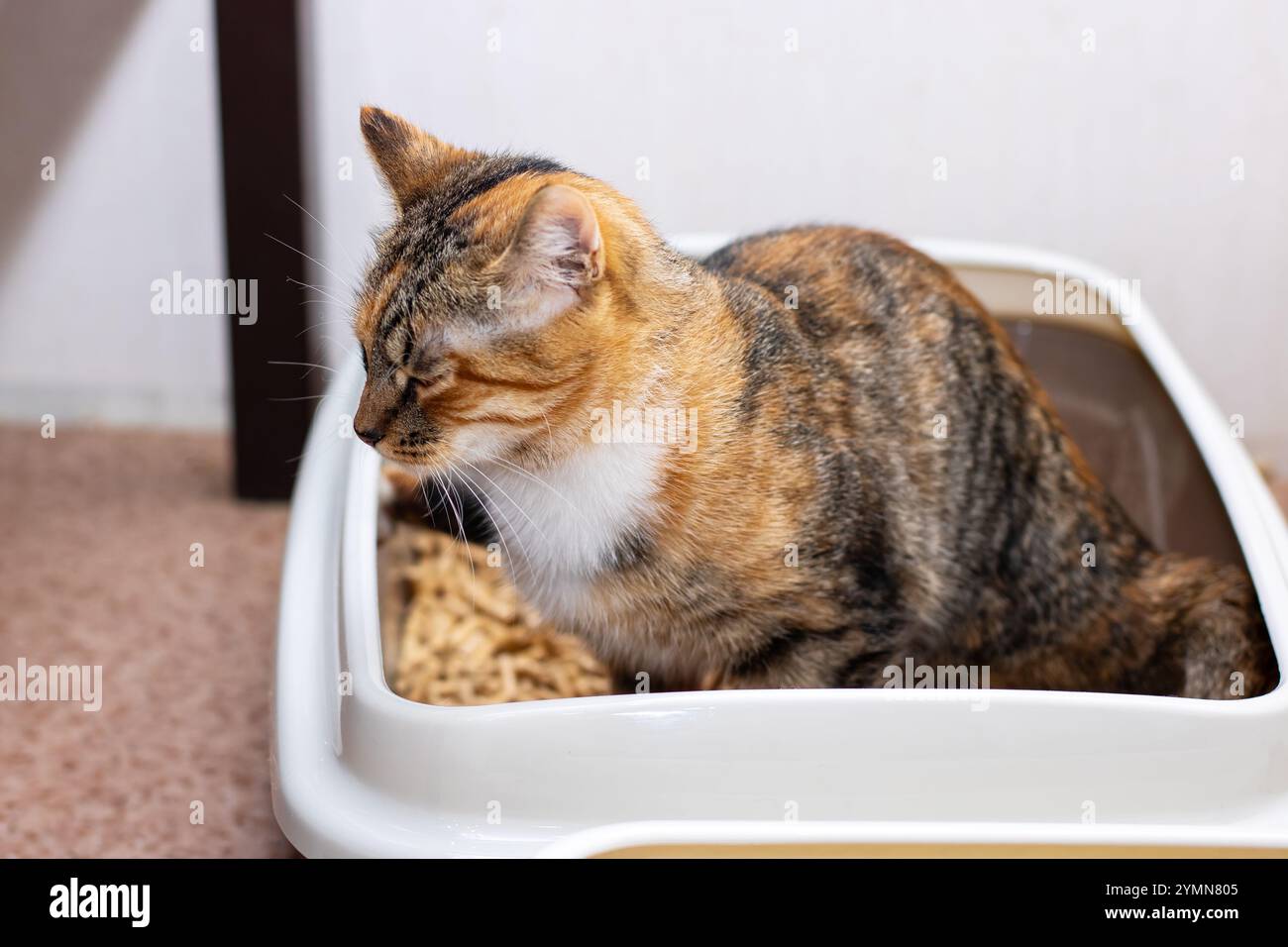 Eine schöne Calico-Katze sitzt bequem in einem schwarzen Katzenklo und genießt einen Moment der Ruhe und Entspannung in seiner gemütlichen Umgebung Stockfoto