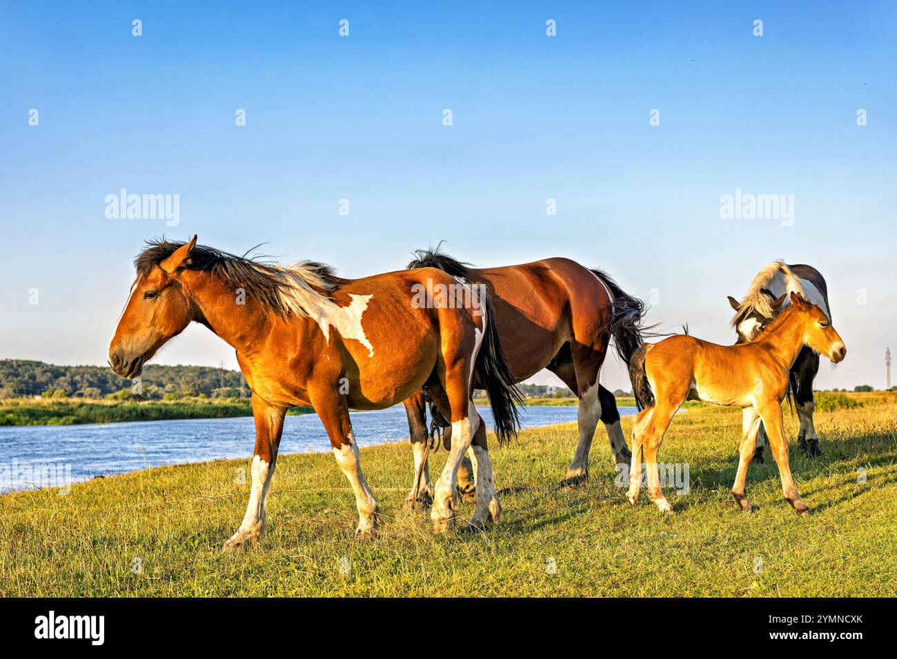 Drei Pferde und ein Fohlen weiden am Ufer des Flusses. Klarer, blauer Himmel ohne Wolken. Stockfoto