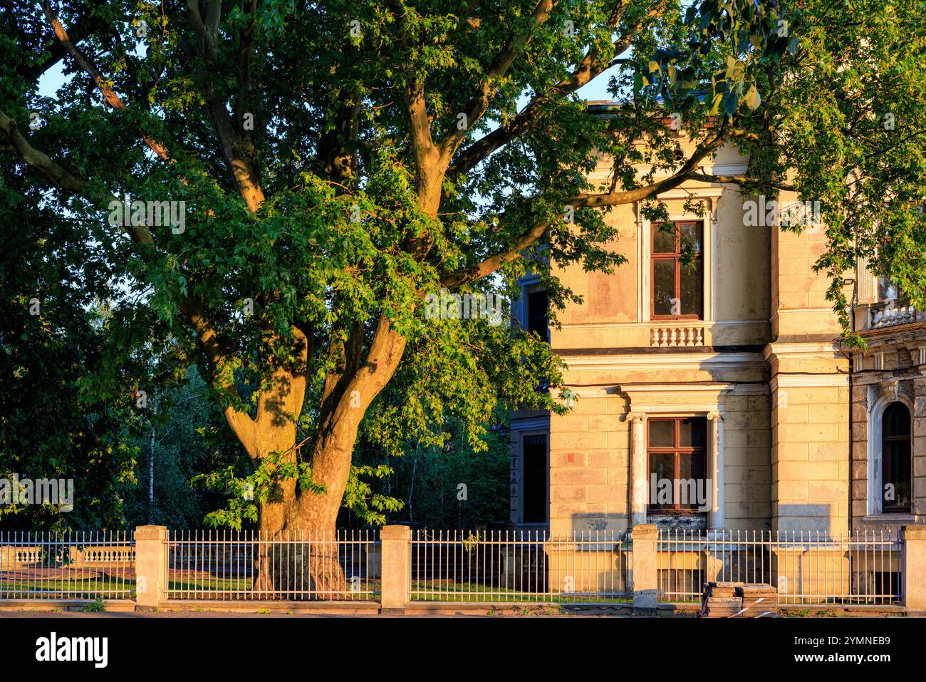 Ein großer, schöner Baum im Hof eines alten Anwesens in den Strahlen des Sonnenuntergangs. Ein Zaun mit Pfosten im Vordergrund. Stockfoto