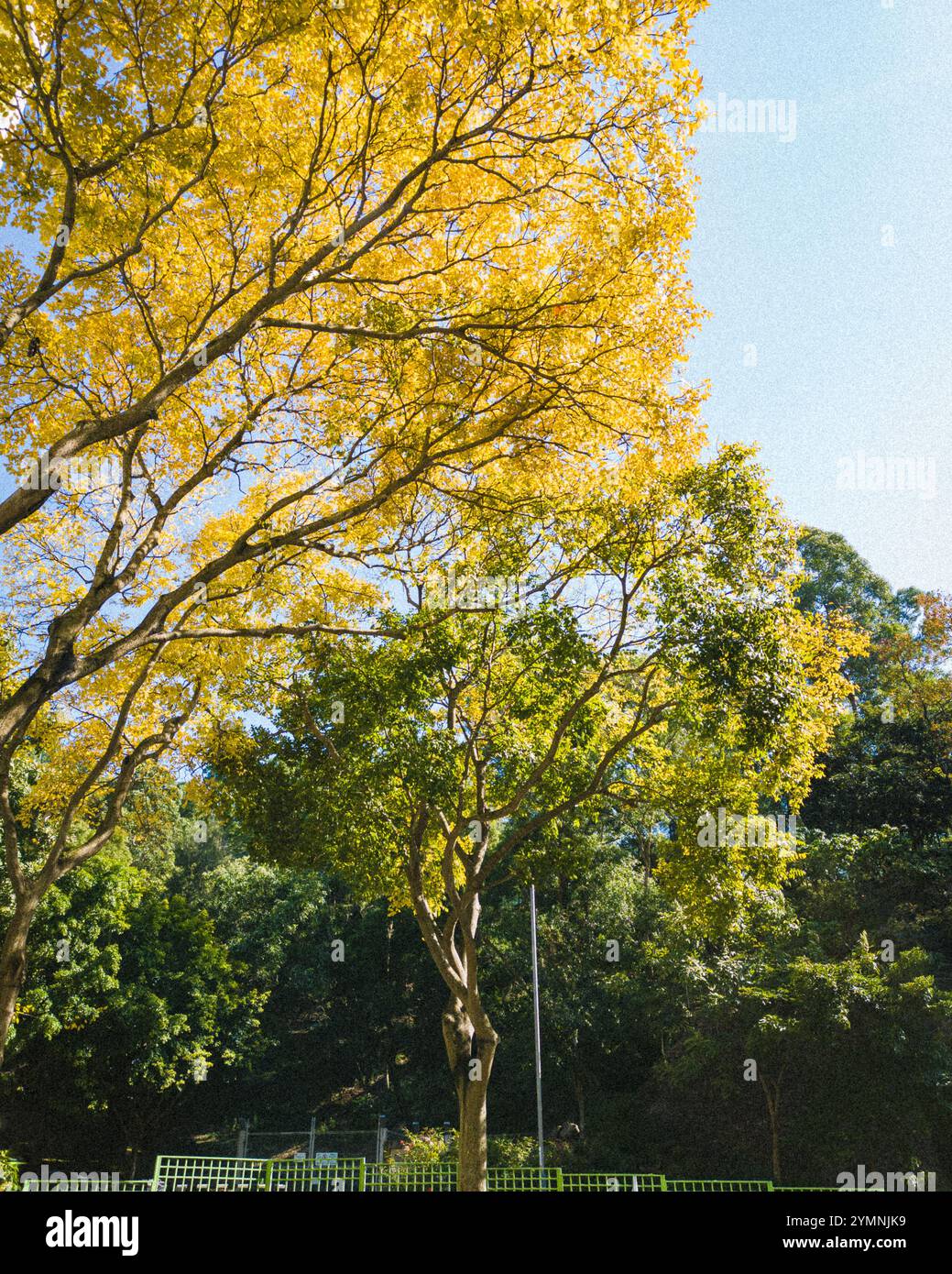 Goldenes Baldachin des Herbstes liegt in einem sonnendurchfluteten Park mit blauem Himmel und lebhaftem Grün, das saisonale Schönheit und natürliche Harmonie bietet Stockfoto