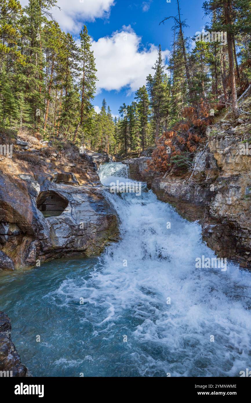 Schöner Bach mit Wasserfällen in dichtem Wald. Beauty Creek, Icefields Parkway, Alberta, Kanada Stockfoto