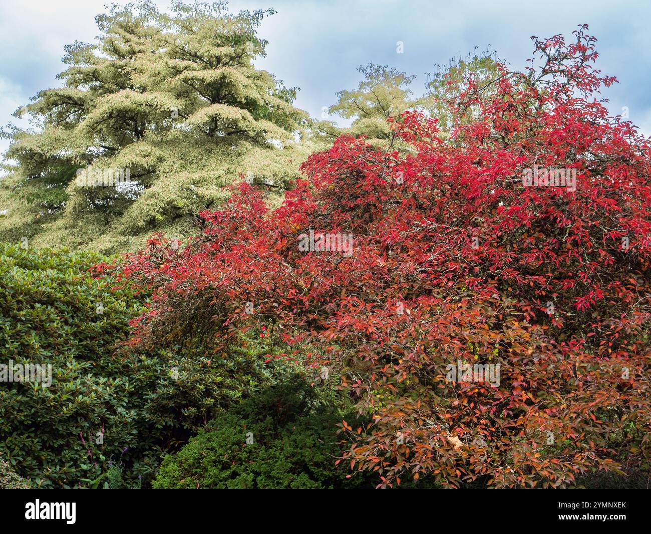 Rotes Herbstlaub von Prunus incisa „Kojo-No-Mai“ steht im Kontrast zu den vielfarbigen Blättern von Ornus kontroversa „variegata“ Stockfoto