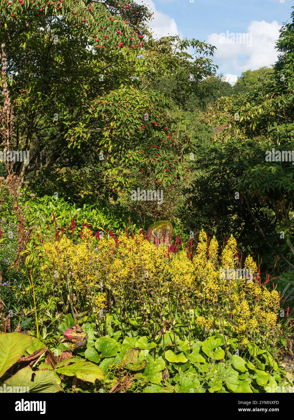 Mehrschichtige Frühherbstpflanzung mit Ligularia veitchiana, Persicaria amplexicaulis und Cornus kousa Stockfoto
