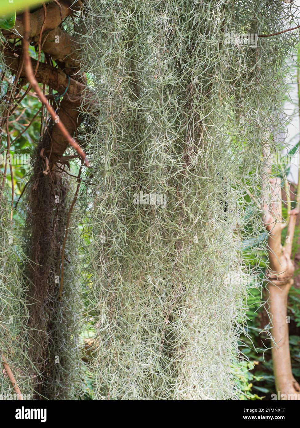 Das nachträgliche silbrige Laub des zarten epiphytischen spanischen Mooses, Tillandsia usneoides Stockfoto