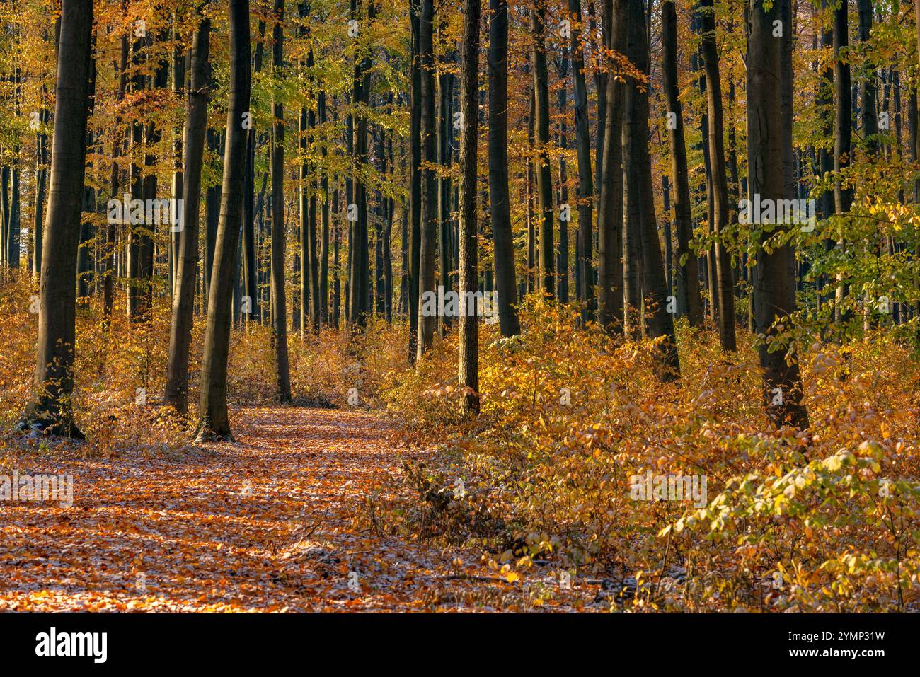 Europa Deutschland Niedersachsen Buchen Buchenwald Laubwald: Weg durch herbstlich gefärbten Laubwald nach einem Schneeschauer *** Europe Germany Lower Stockfoto