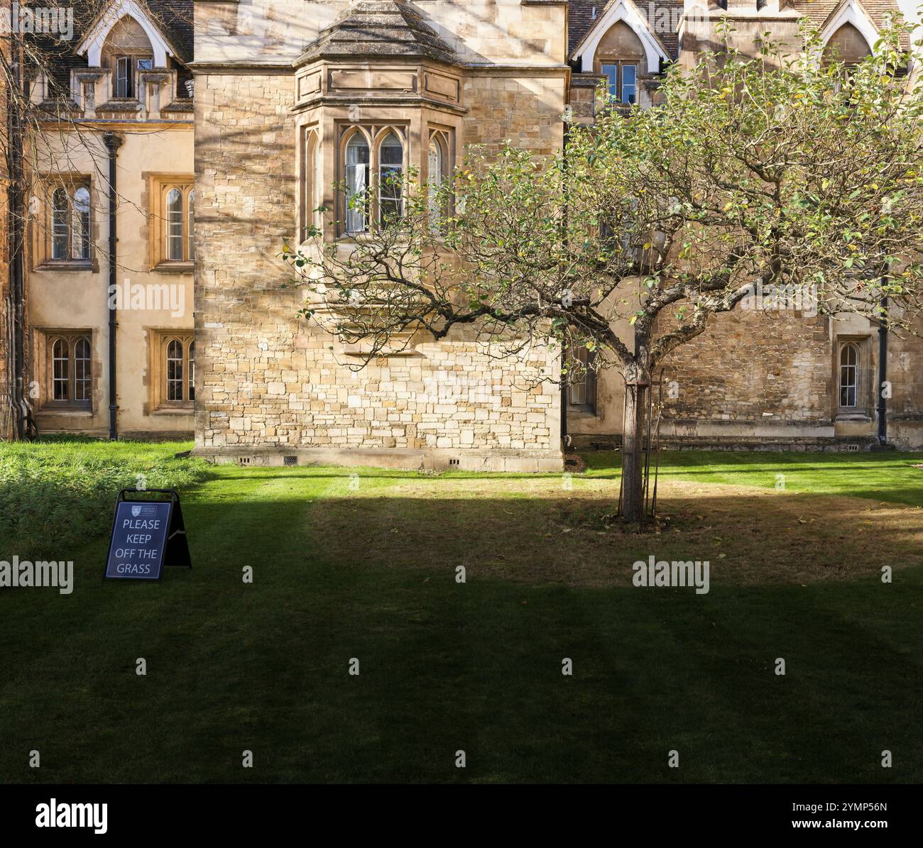 Der angebliche Isaac Newton Apfelbaum im Vorgarten des Trinity College, Cambridge University, England. Stockfoto