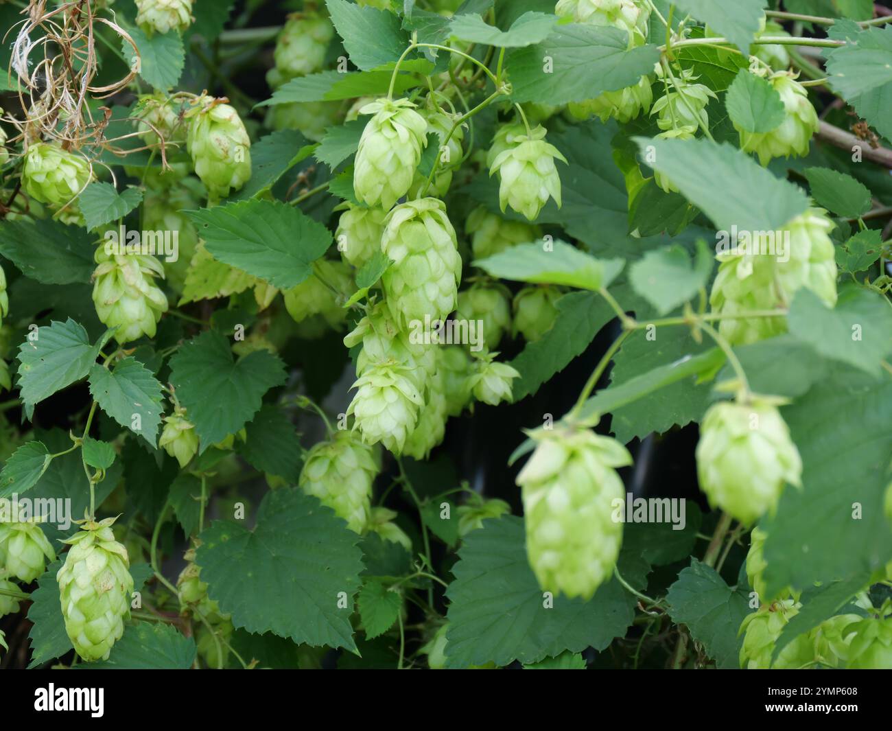 Grüne reife Hopfenzapfen auf Wildhopfen, Humulus lupulus Anfang September Stockfoto