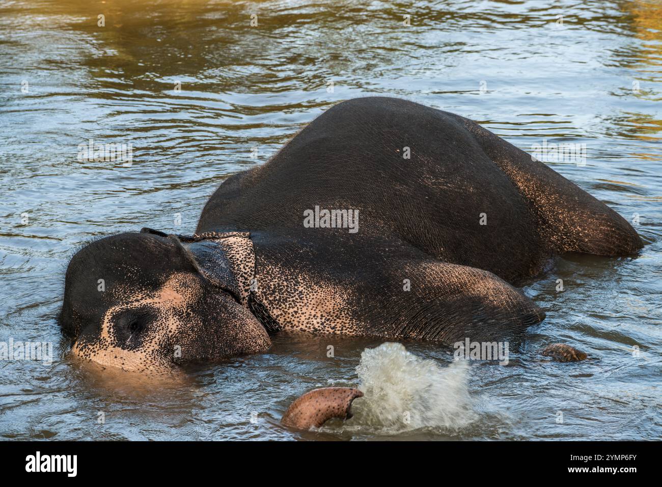 Elefantenbaden, Sigiriya, Sri Lanka Stockfoto