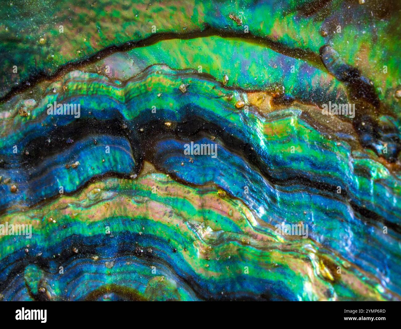 Das Innere einer Abalone-Schale zeigt auffällige, farbenfrohe Schichten in Grün- und Blautönen. Stockfoto