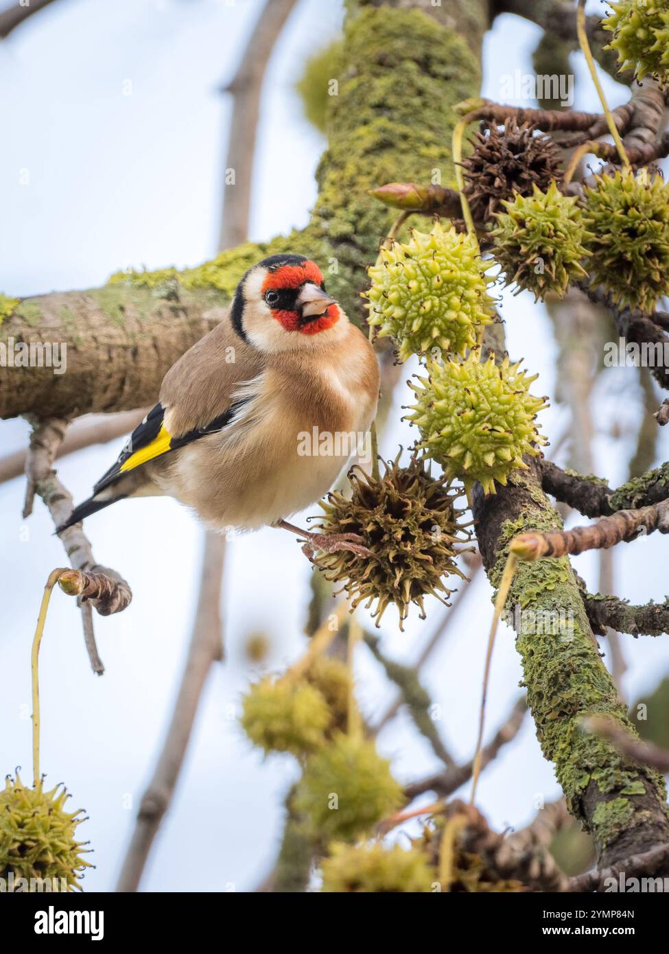 Europäischer Goldfinch Unter Den Sycamore Balls Stockfoto
