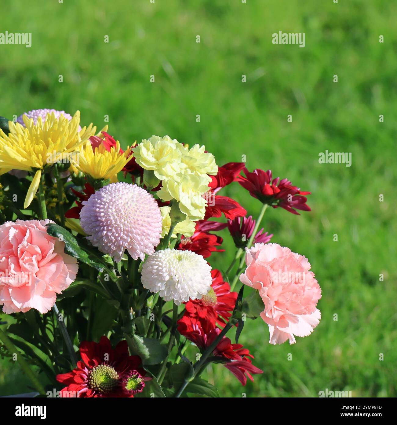 Quadratischer Rahmen: Blumenstrauß aus roten, gelben, rosa und weißen Nelken und Chrysanthemen. Unscharfer Hintergrund. Stockfoto