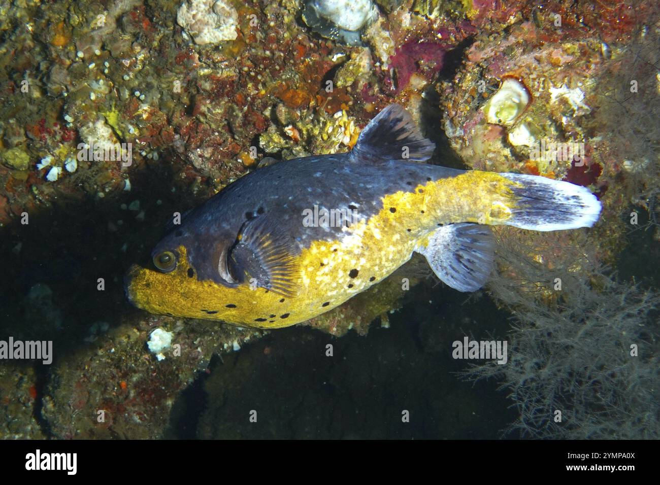 Schwarzfleckenpufferfisch (Arothron nigropunctatus) im Wrack der USAT Liberty, Tauchplatz USAT Liberty, Tulamben, Bali, Indonesien, Asien Stockfoto