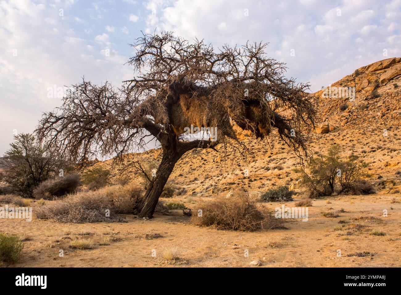 Ein ACIA-Baum, in der kargen Trockenlandschaft des Sperrgebiets Rand Park in Namibia, mit einem großen geselligen Webervogelnest. Stockfoto