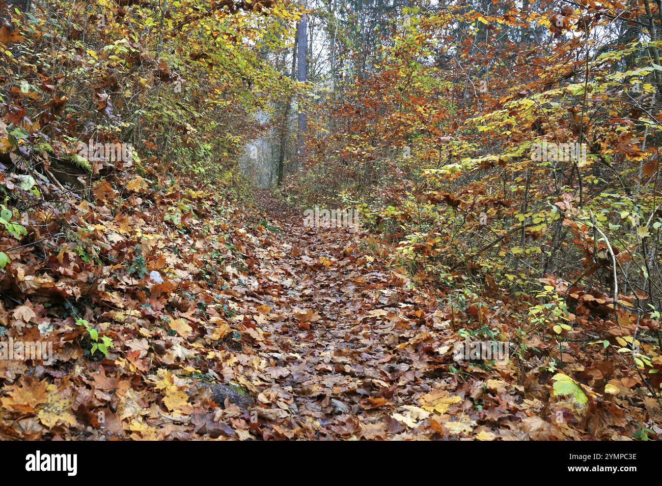 Waldweg im Herbst. Der Weg ist komplett mit bunten Herbstblättern bedeckt Stockfoto