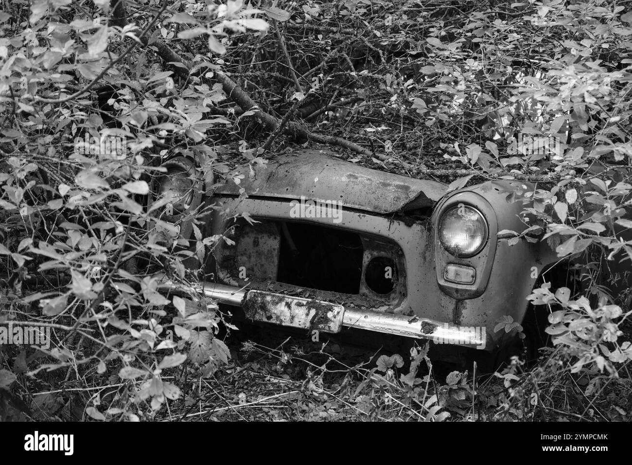 Schrottwagen, von Wald bewachsen, schwarz-weiß, Bastnaes Autofriedhof, Vaermland, Schweden, Europa Stockfoto