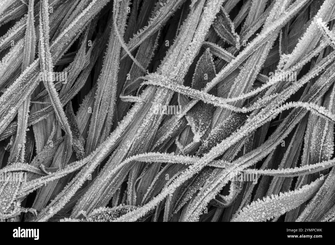 Eiskristalle auf Grashalmen, Raureif auf der Wiese, Winter, schwarz-weiß, Thüringen, Deutschland, Europa Stockfoto