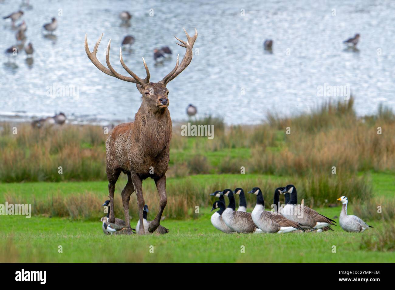 Rothirsch (Cervus elaphus) mit großen Geweihen, die am Seeufer mit Gänsen während der Herbstrute spazieren, Parc animalier de Sainte-Croix, Rhodos, Frankreich Stockfoto