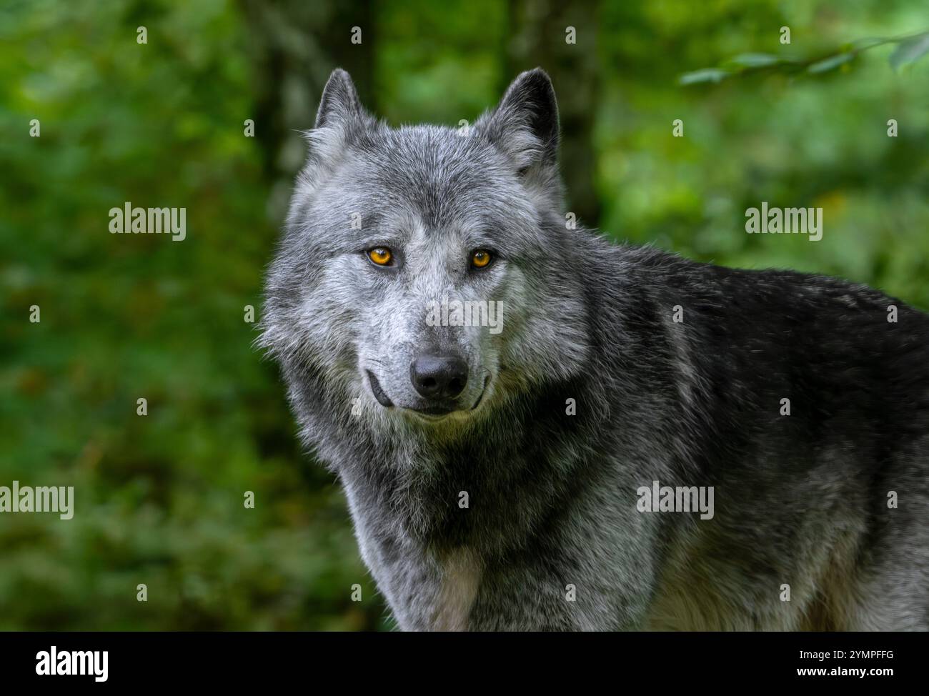 Close-up-Porträt von schwarz-weißem Nordwestwolf / Mackenzie Valley Wolf / Kanadier / Alaska Holzwolf (Canis Lupus occidentalis) im Wald Stockfoto