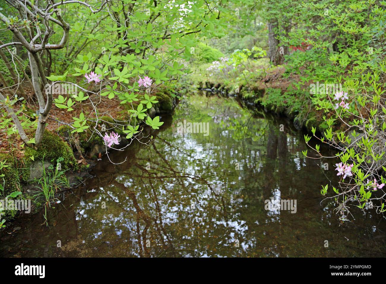 Der Bach im Asticou Azalea Garden, Maine Stockfoto