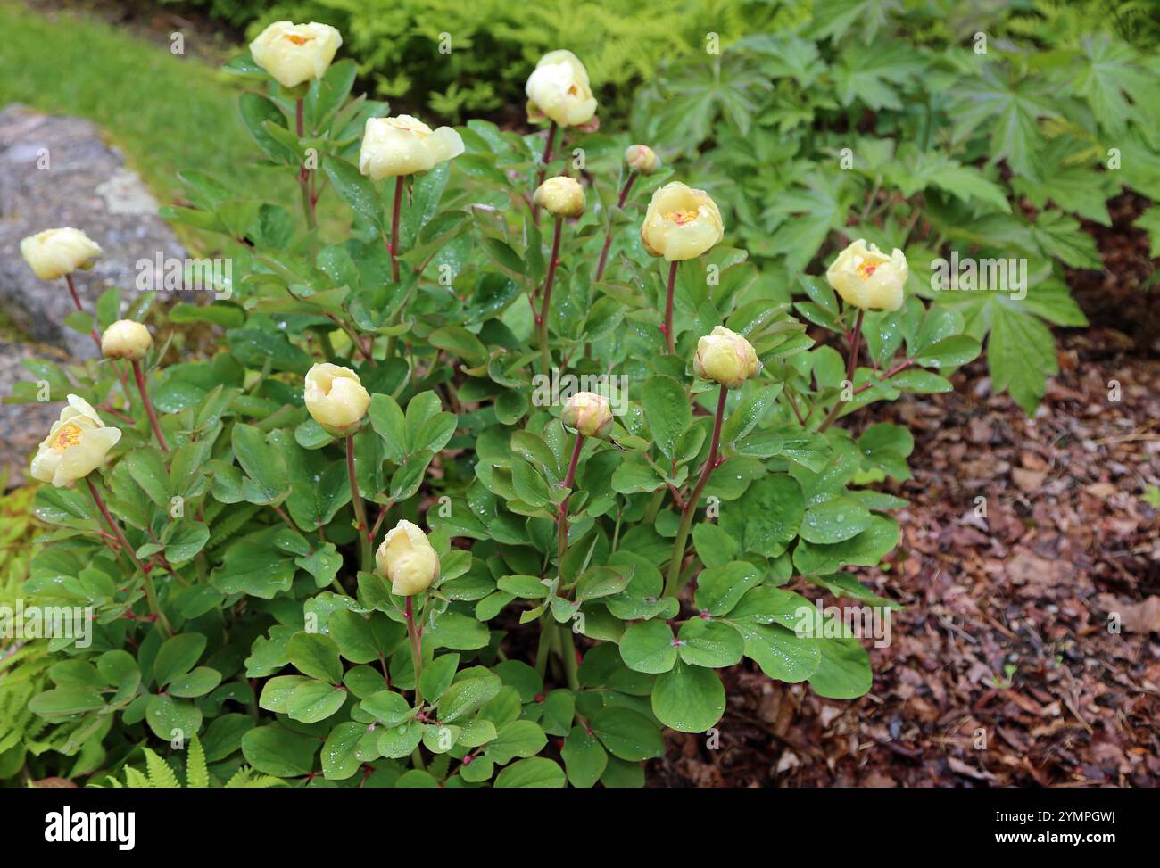 Gelber Pfingstrosenstrauch - Asticou Azalea Garden, Maine Stockfoto