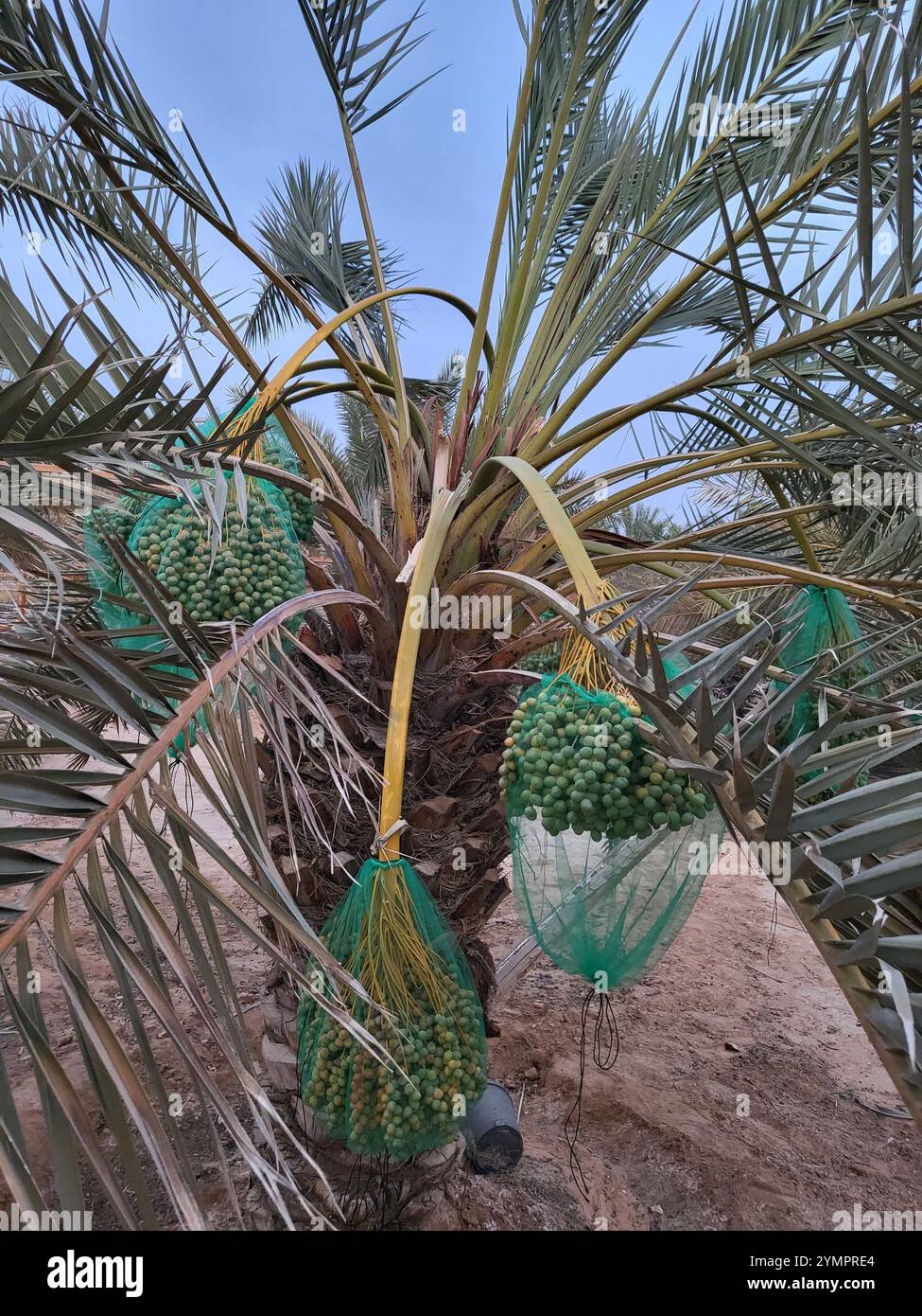 Dattelpalme mit Fruchtbarsch und in der Vorerntesaison Stockfoto