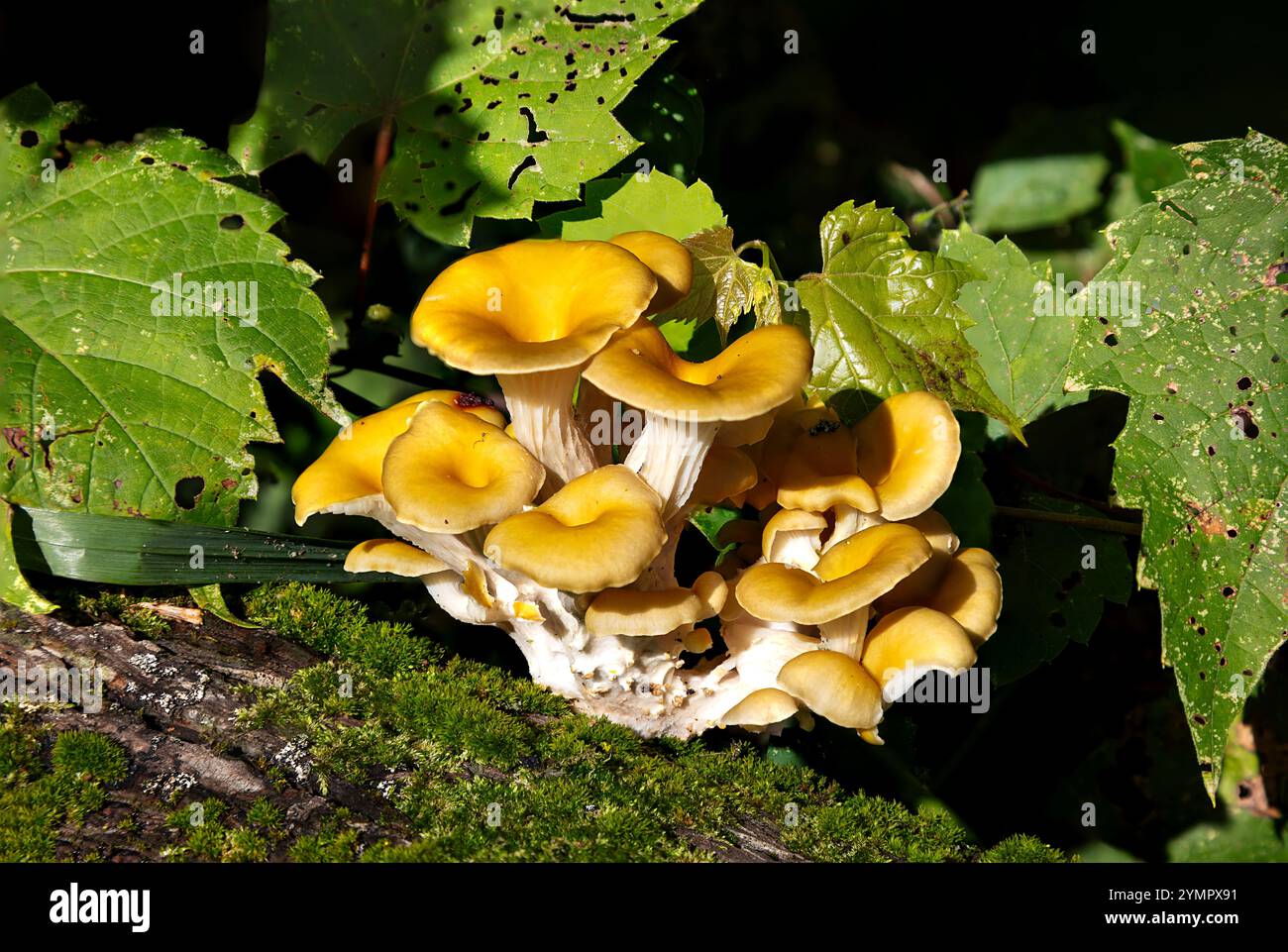 Golden Oyster Mushroom Fruiting Bodies (Pleurotus ostreatus), Summer, Michigan, USA von James D Coppinger/Dembinsky Photo Assoc Stockfoto