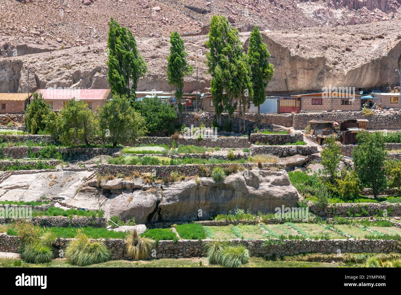 Terrassenzucht in Caspana, einem kleinen Dorf in einer Oase in der Atacama-Wüste im Norden Chiles. Stockfoto