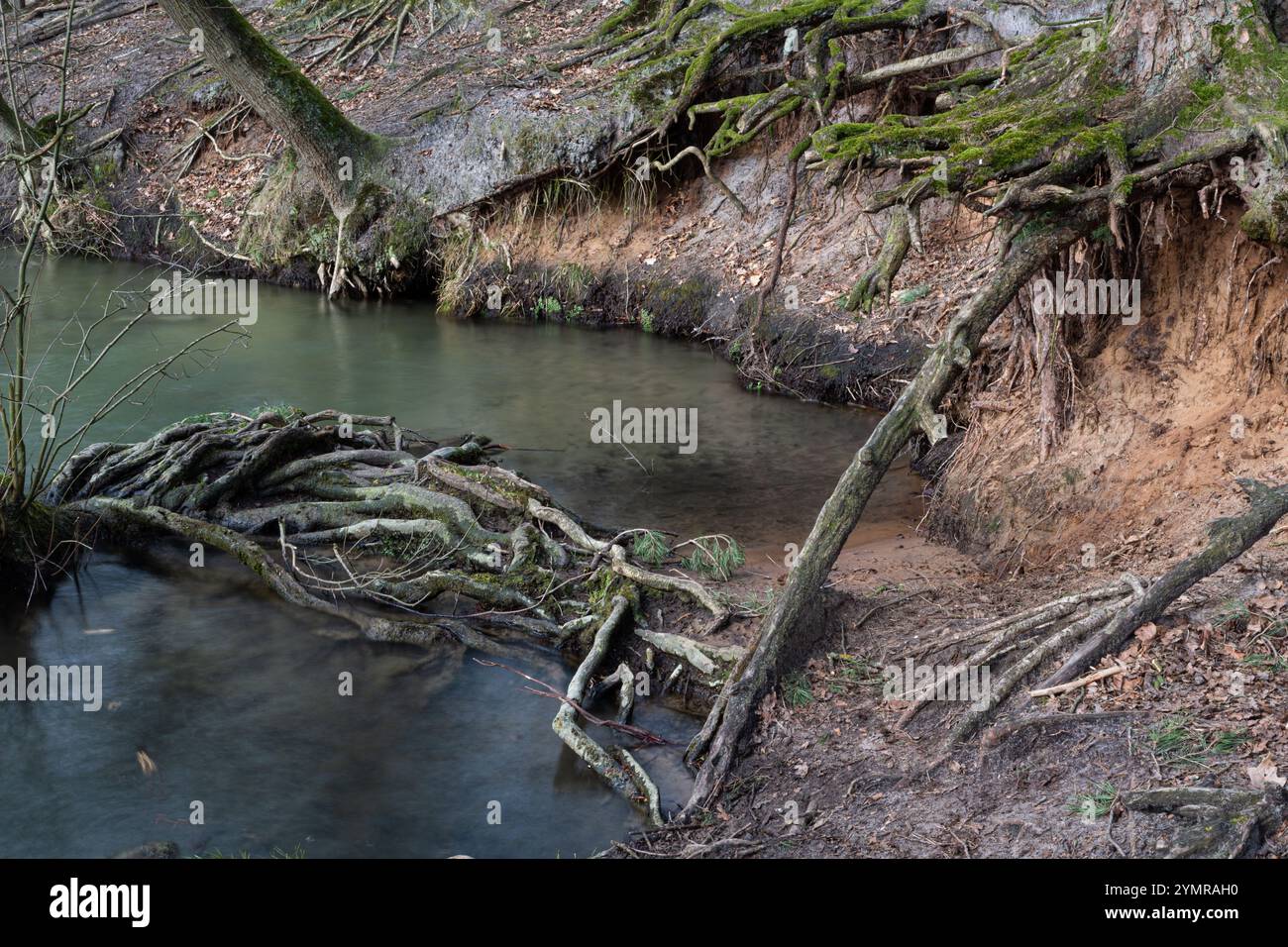 Freiliegende Baumwurzeln ragen aus einem Fluss im Wald hervor. Stockfoto