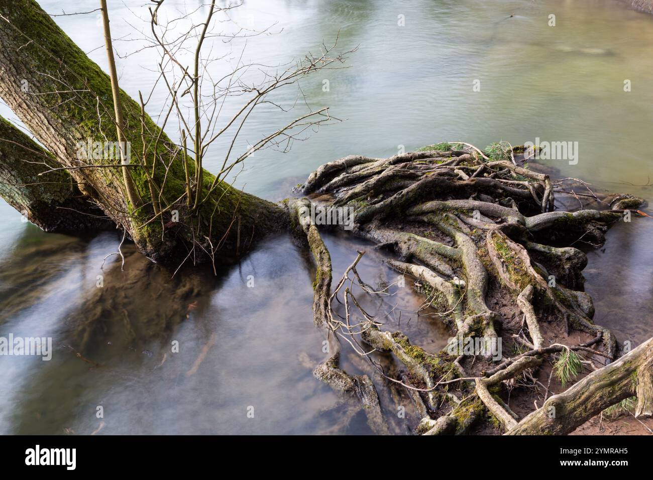 Freiliegende Baumwurzeln ragen aus einem Fluss im Wald hervor. Stockfoto