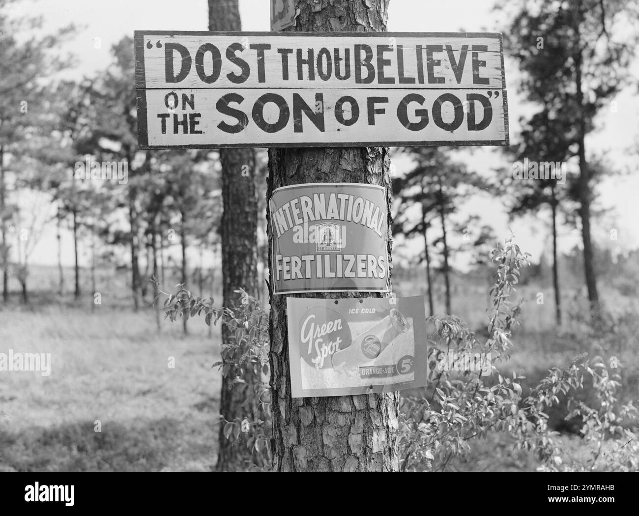 Schilder auf dem Baum entlang der Autobahn. Greene County, Georgia, einschließlich des religiösen Dost You Believe on the Son of God, 1939. Marion Post Wolcott für die Farm Security Administration, Stockfoto