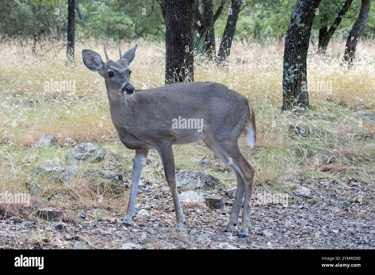 Coues Weißschwanzhirsch (Odocoileus virginianus couesi) Stockfoto