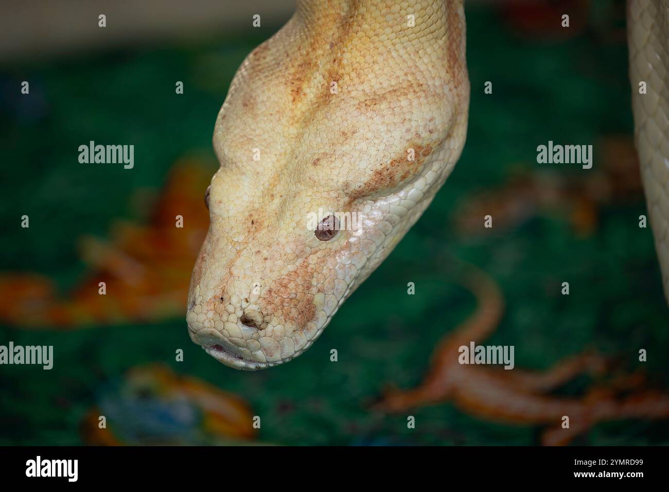 Nahaufnahme eines Albino Boa Constrictor Stockfoto
