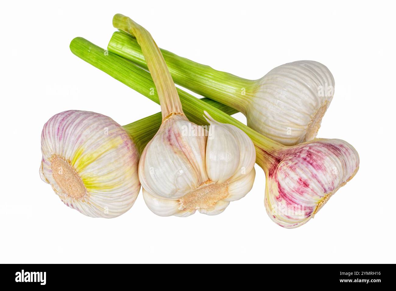 Frische Knoblauchzwiebeln isoliert auf weißem Hintergrund. Stockfoto