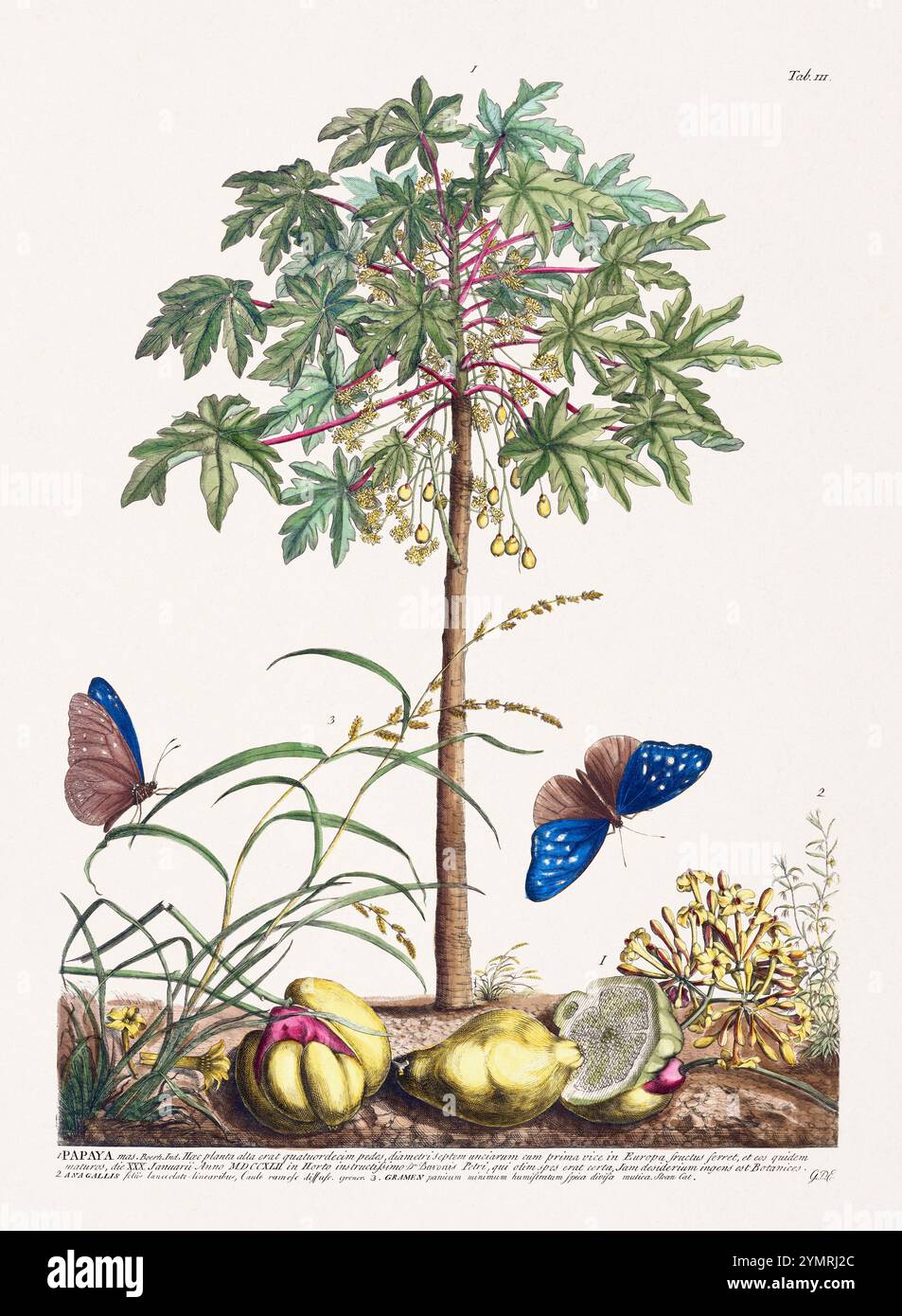 Antike botanische Illustration von Georg Dionysius Ehret, 1748. Mit seltenen Blumen und Schmetterlingen aus dieser Zeit, die wissenschaftliche Präzision mit AR verbinden Stockfoto