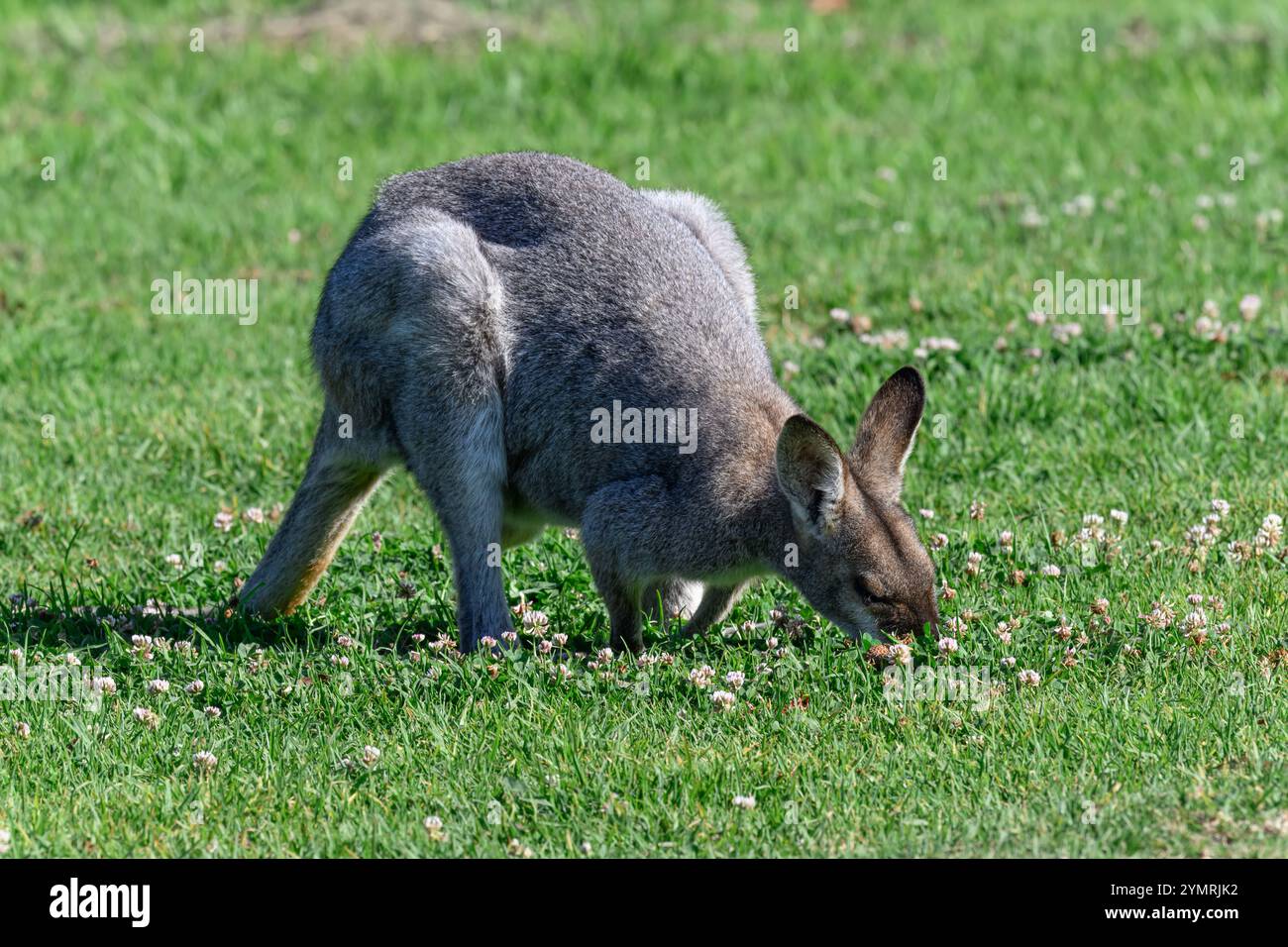 Wallaby weidet auf grünem Grasfeld, Queensland Australien, einheimische Beuteltiere Stockfoto