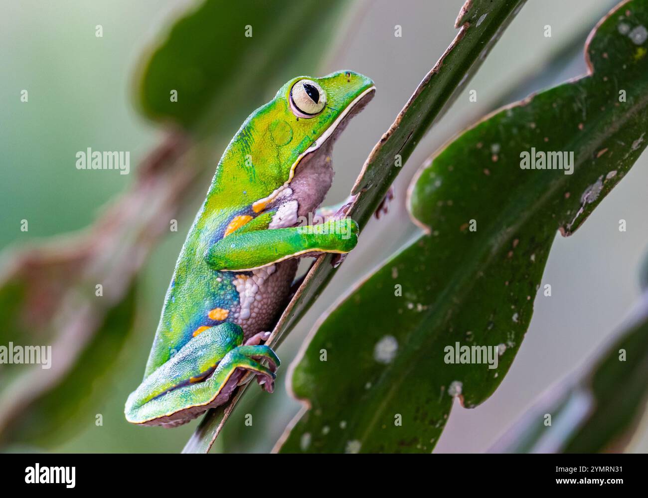 Ein bunter brasilianischer gemeiner Wanderblattschrösch (Phyllomedusa burmeisteri) auf einem Blatt. Espírito Santo, Brasilien. Stockfoto