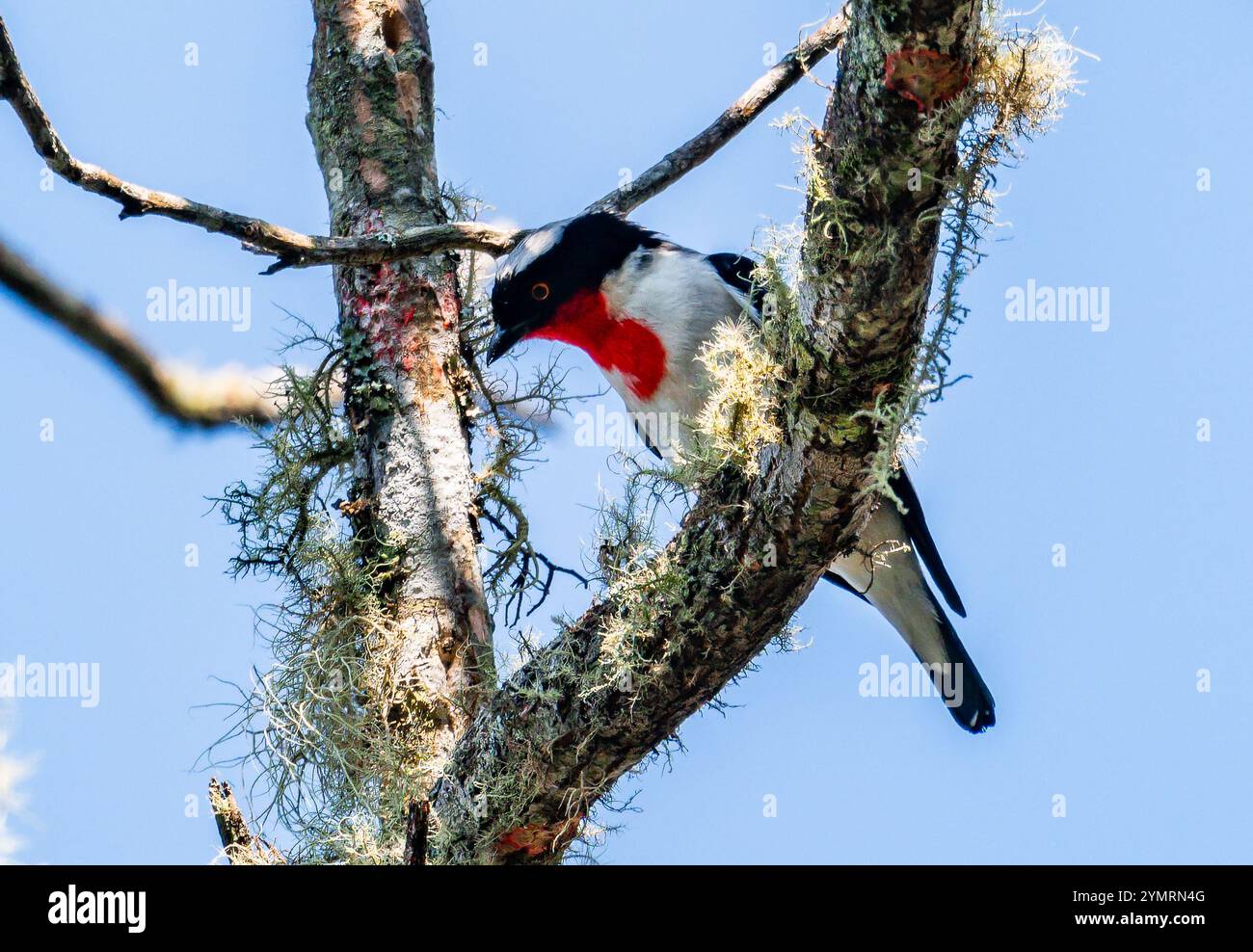 Ein kritisch gefährdeter Cherry-throated Tanager (Nemosia rourei), der auf einem moosigen Baum auf der Suche ist. Espírito Santo, Brasilien. Stockfoto