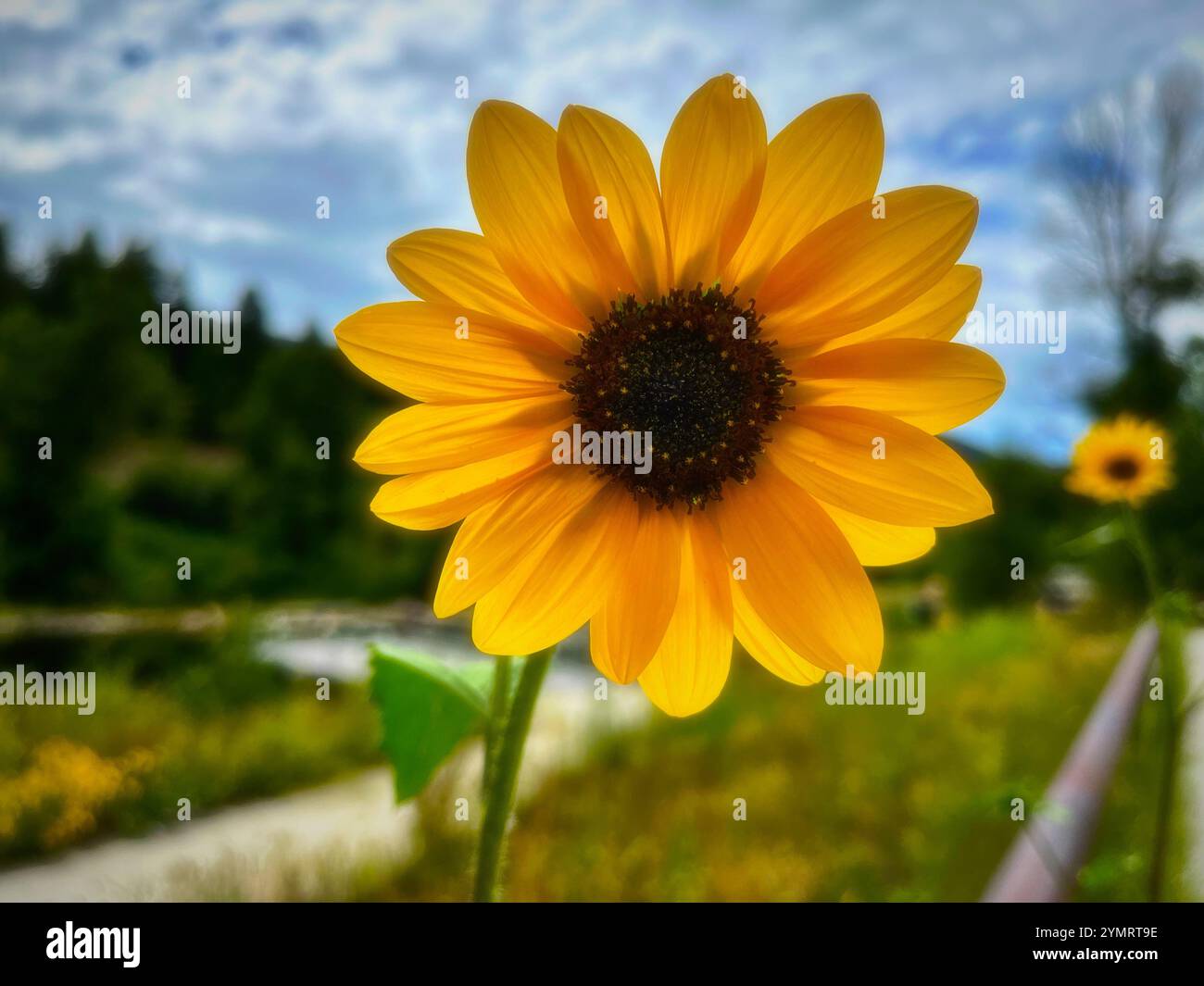 Eine Sonnenblume im Herbst in Utah - Smartphone-aufgenommenes Stockfoto