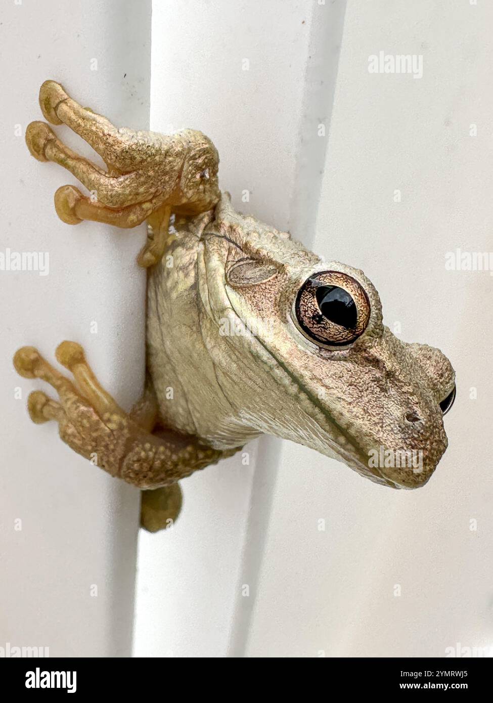 Kubanische Treefrog (Osteopilus Septentrionalis) - Smartphone-aufgenommenes Stockfoto