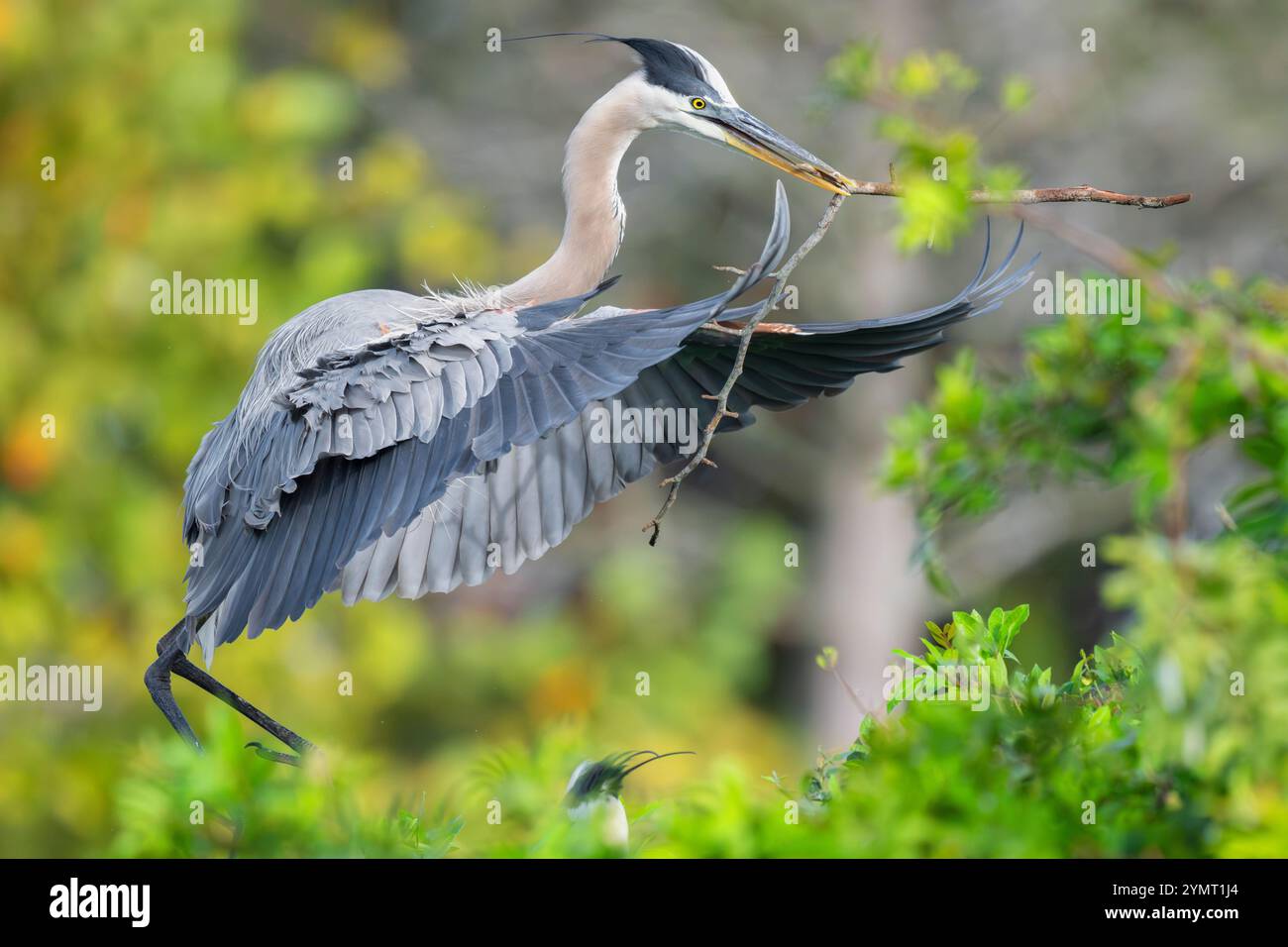 Großer Blaureiher (Ardea herodias). Audubon Venice Rookery, Florida. Stockfoto