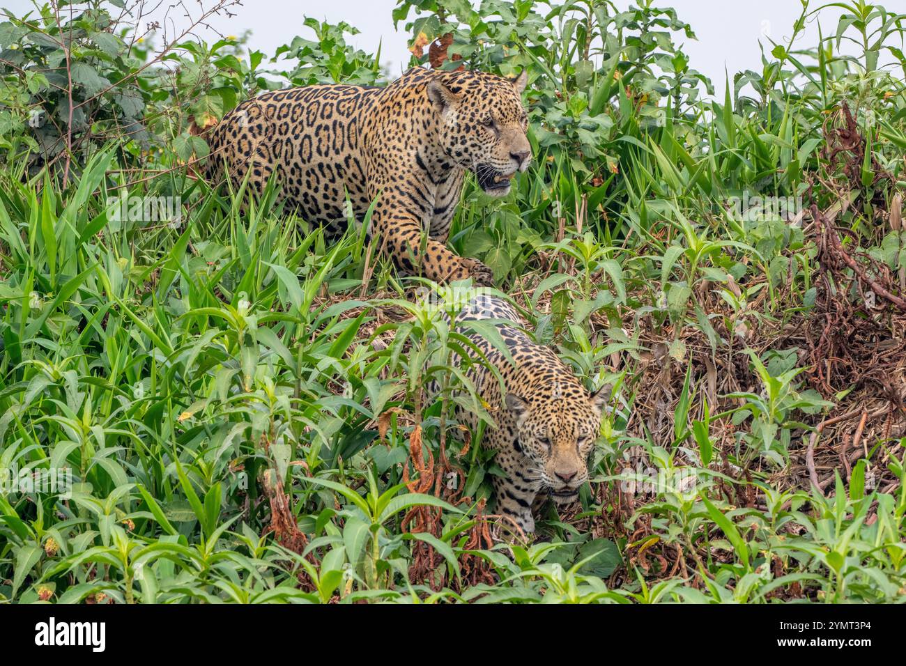 Zwei jaguar klettern ein steiles Flussufer hinunter zum Fluss Belwo Stockfoto
