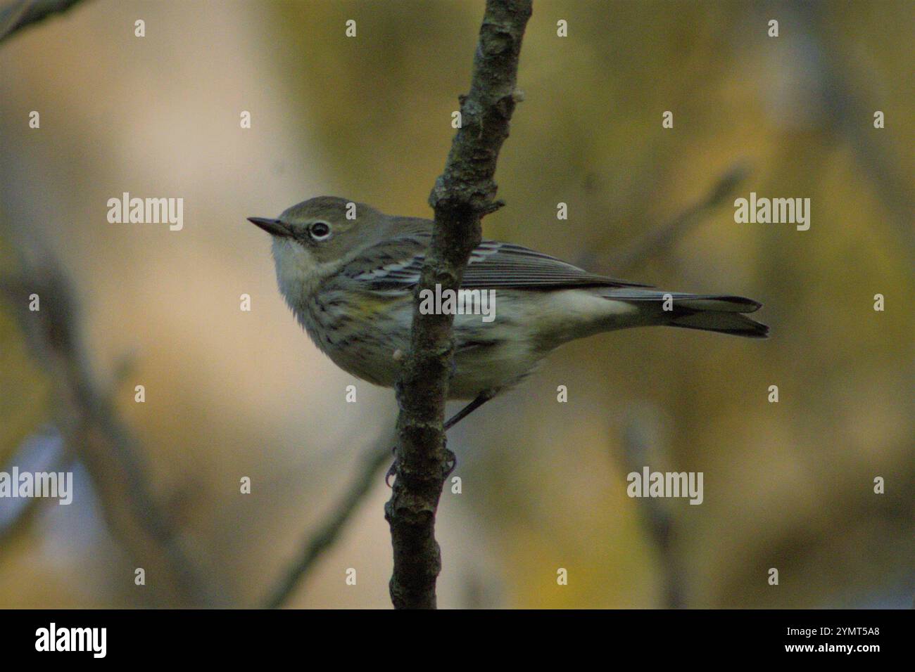 Gelbrumpelmütze (Setophaga coronata) in Nord-Illinois Stockfoto