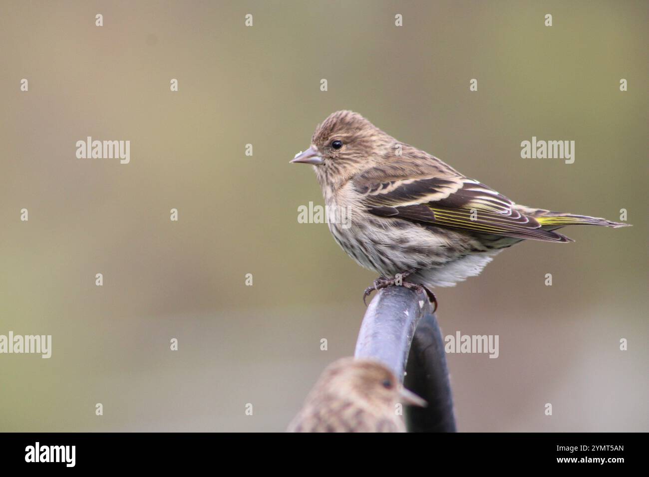 Pine Siskin (Spinus pinus) im Norden von Illinois. Stockfoto